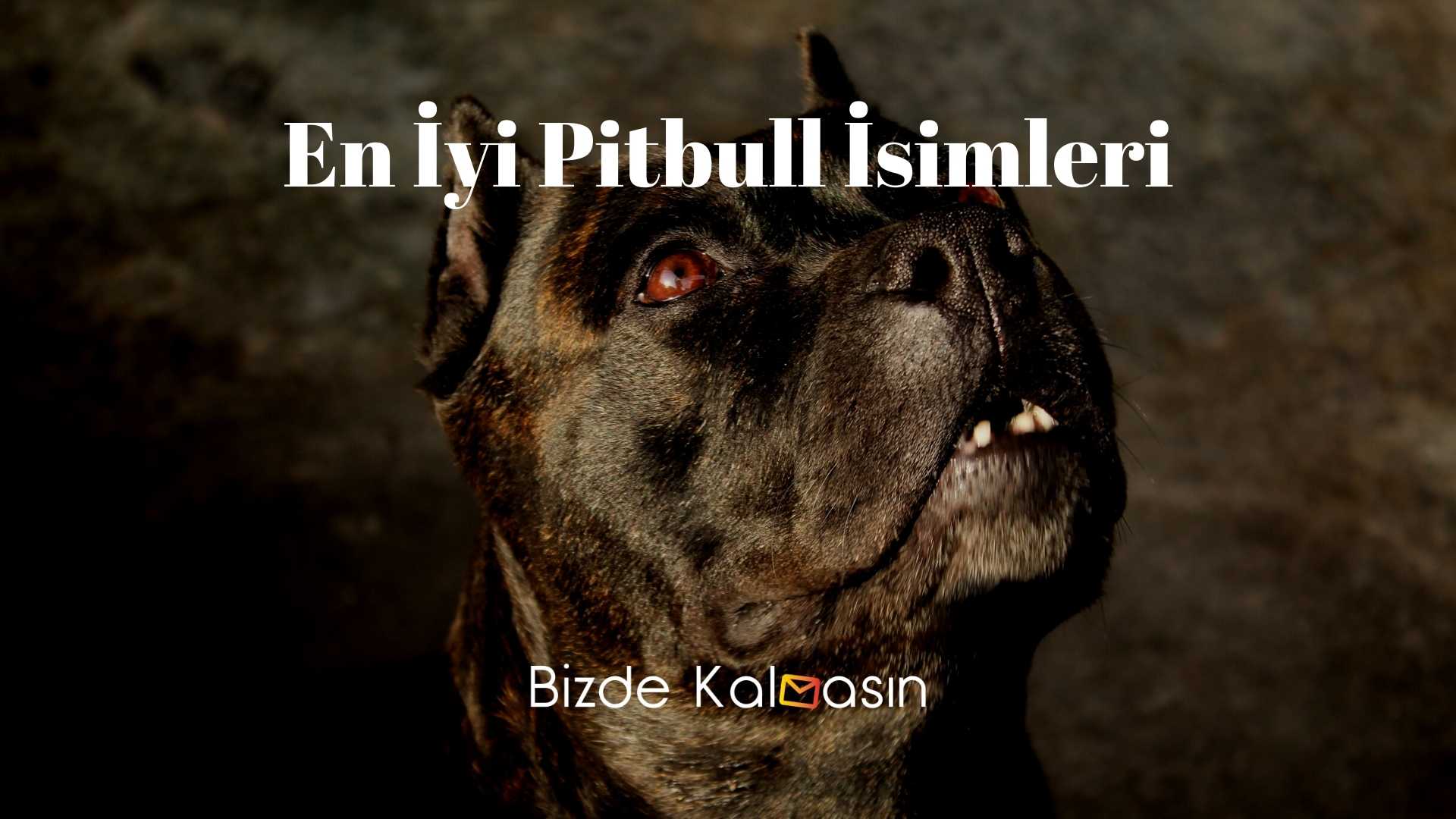 En İyi Pitbull İsimleri