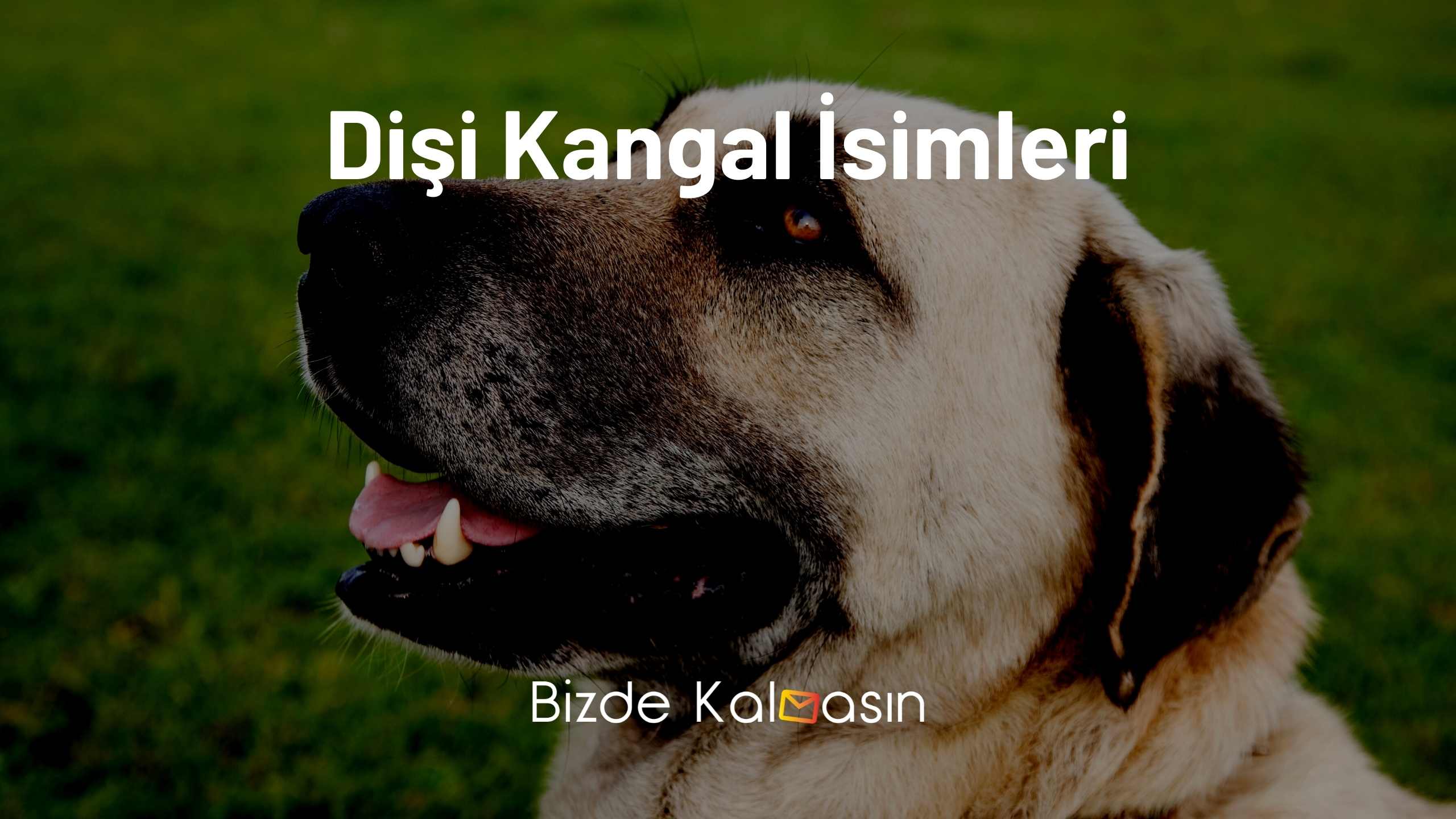 Dişi Kangal İsimleri