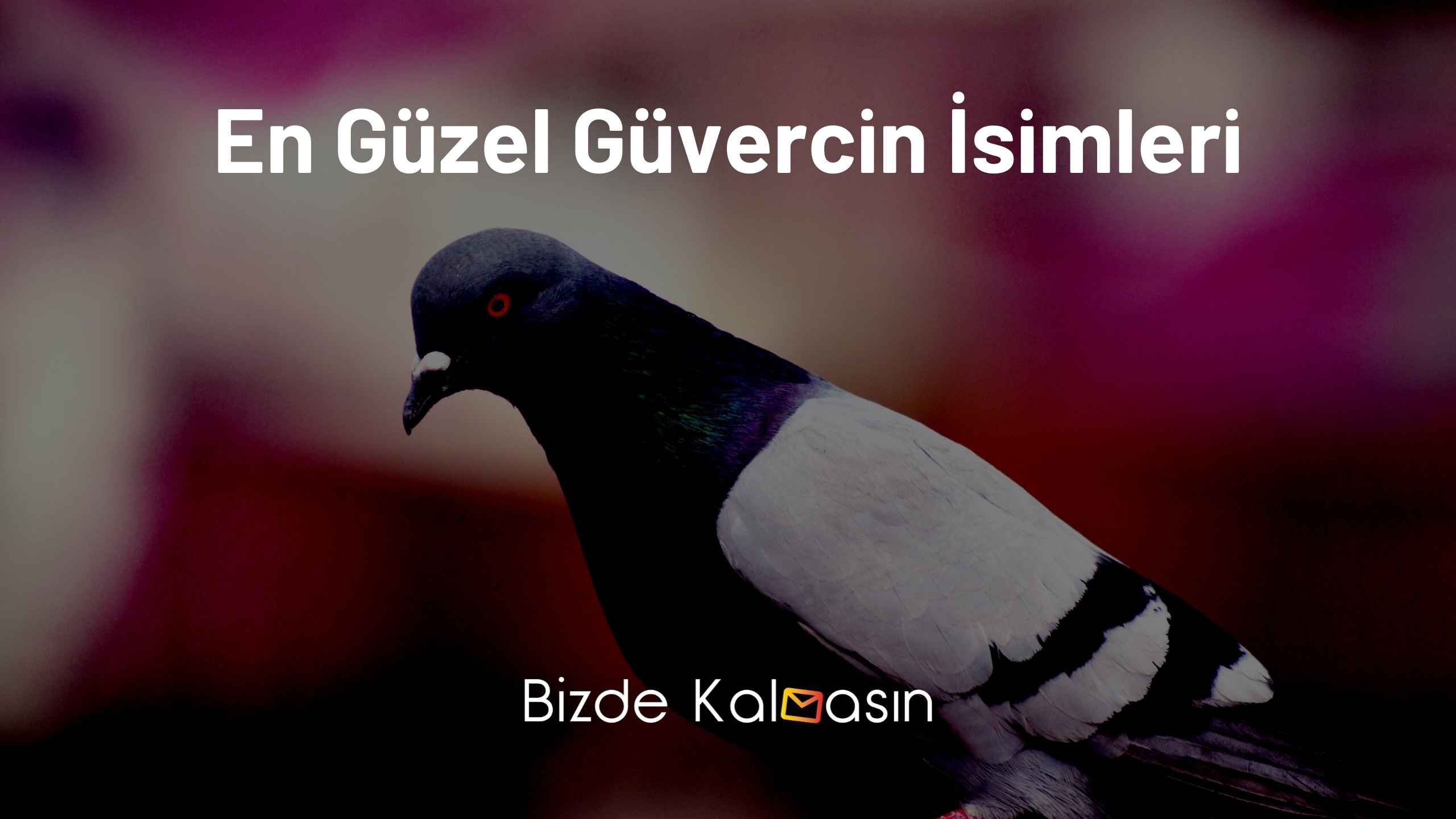 En Güzel Güvercin İsimleri - En Sevimli İsimler En Güzel Güvercin İsimleri