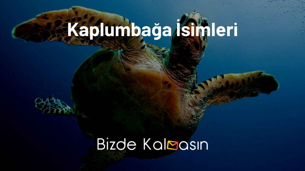 Kaplumbağa İsimleri