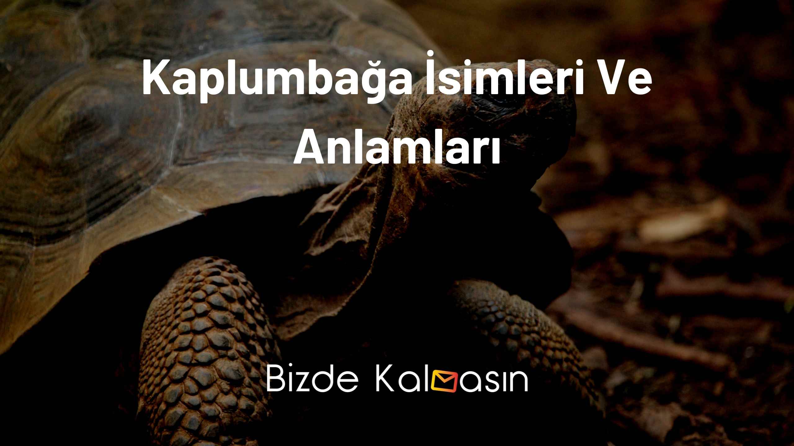 Kaplumbağa İsimleri Ve Anlamları Kaplumbağa İsimleri Ve Anlamları