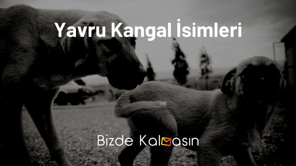Yavru Kangal İsimleri