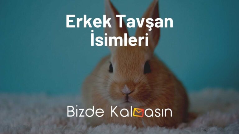 Erkek Tavşan İsimleri