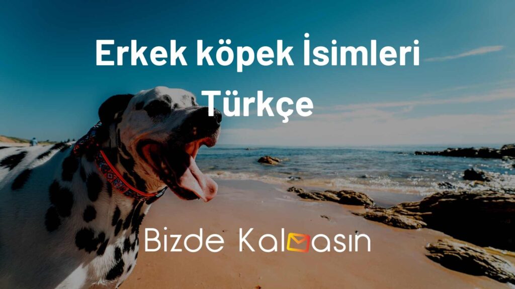 Erkek köpek İsimleri Türkçe