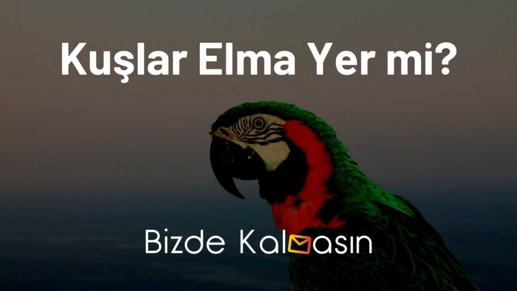 Kuşlar Elma Yer mi?