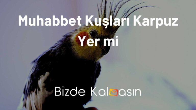 Muhabbet Kuşları Karpuz Yer mi