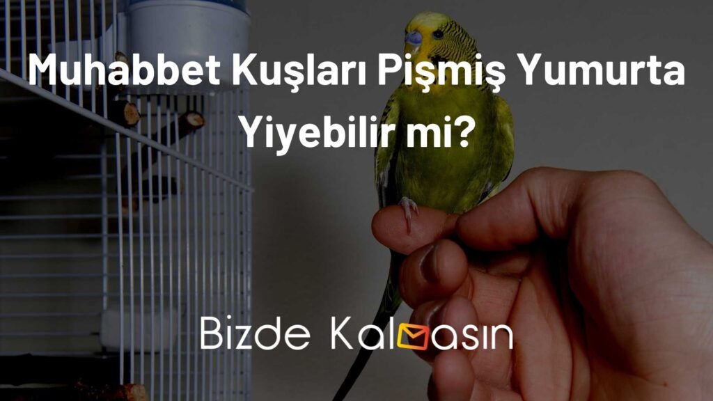 Muhabbet Kuşları Pişmiş Yumurta Yiyebilir mi?