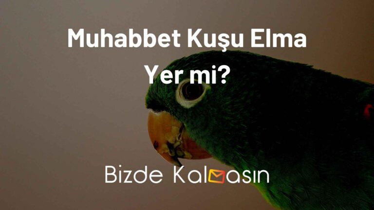 Muhabbet Kuşu Elma Yer mi?