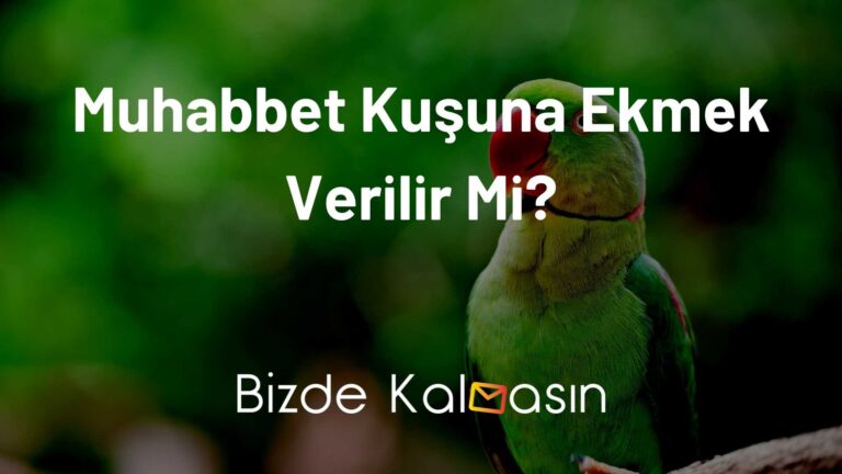 Muhabbet Kuşu Ekmek Yer Mi?