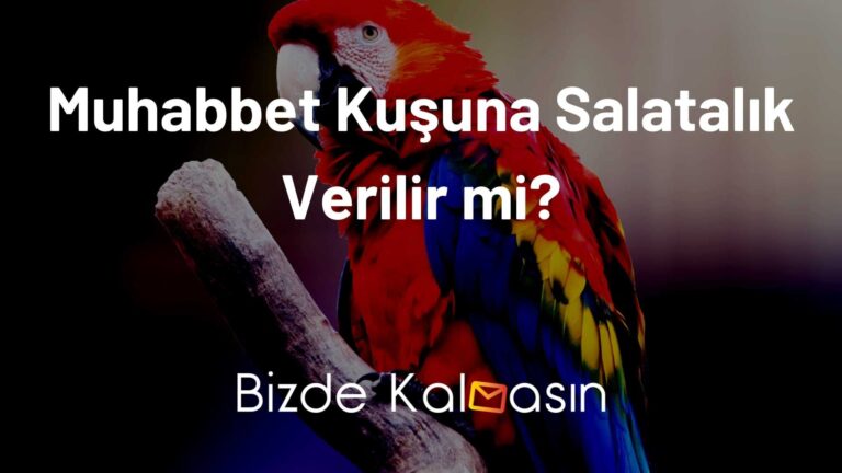 Muhabbet Kuşu Salatalık Yer mi?