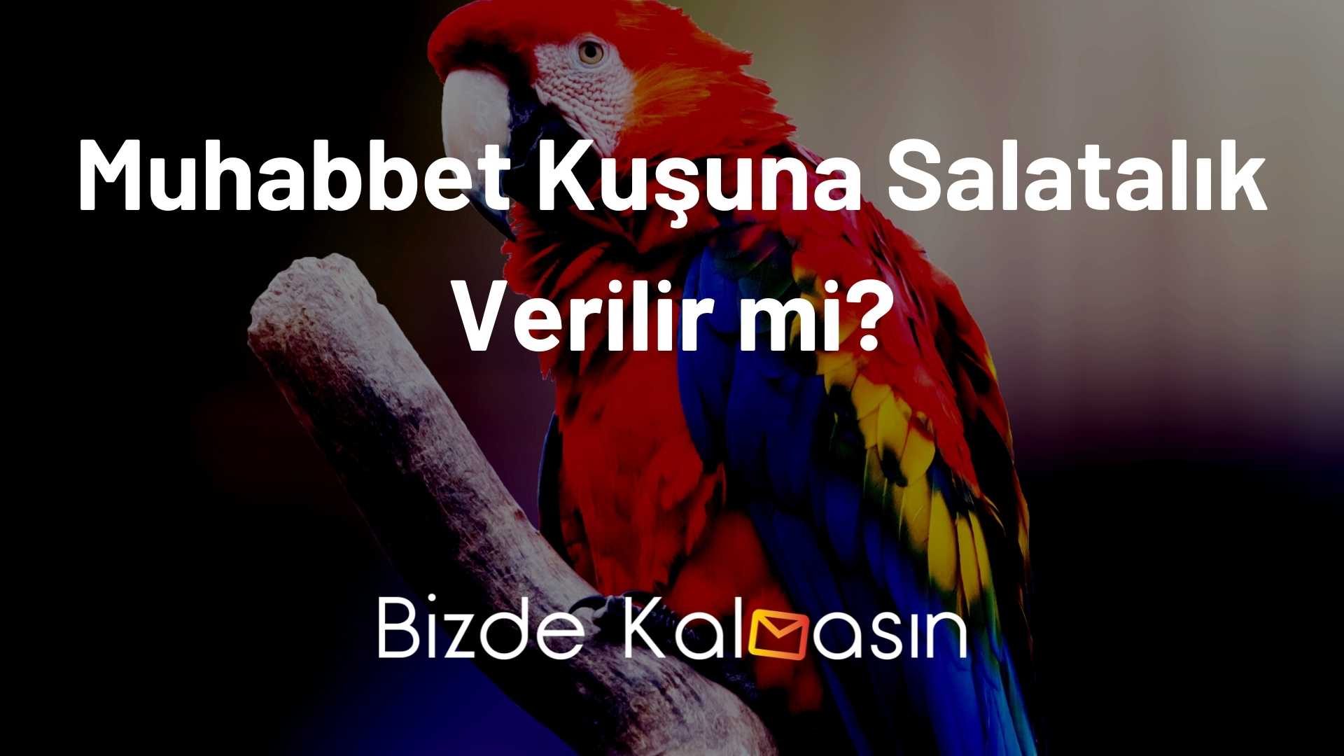 Muhabbet Kuşu Salatalık Yer mi? Muhabbet Kuşuna Salatalık Verilir mi?