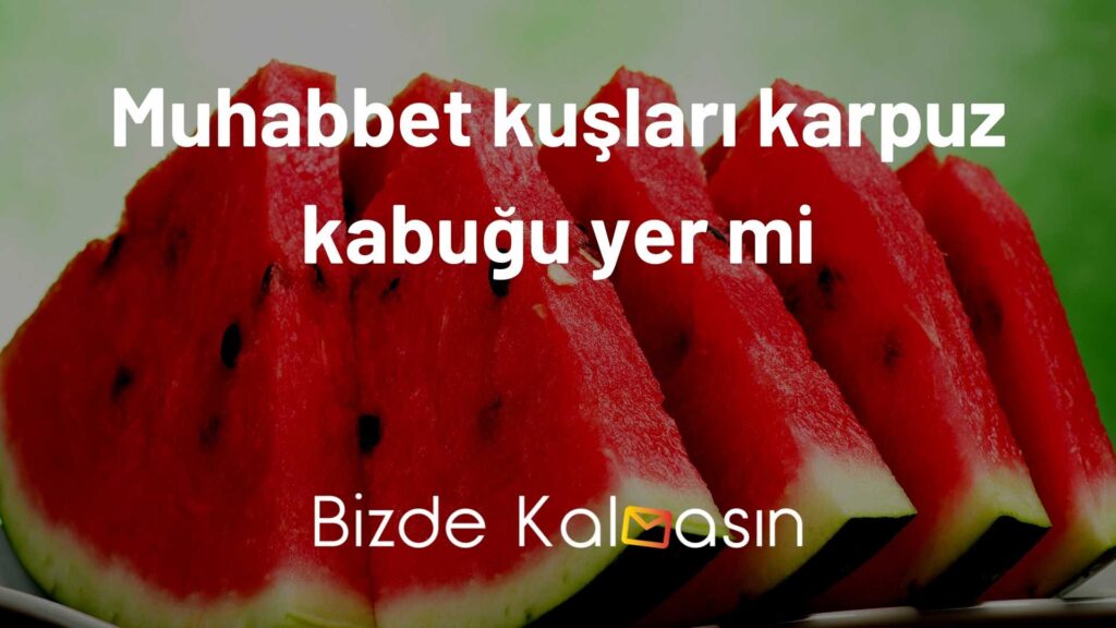 Muhabbet kuşları karpuz kabuğu yer mi