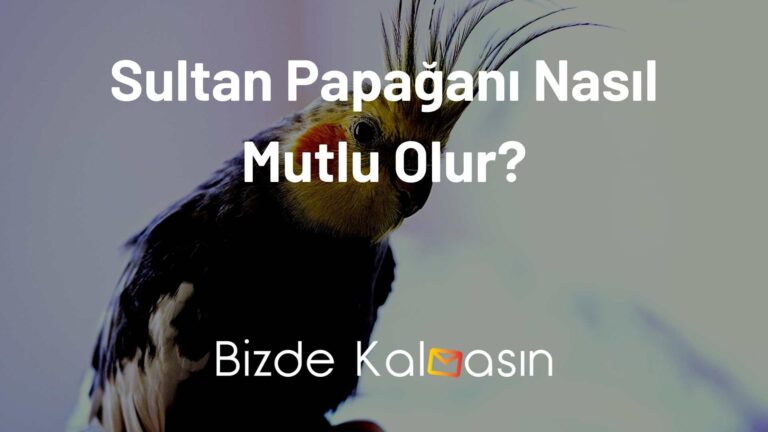 Sultan Papağanı Nasıl Mutlu Olur?
