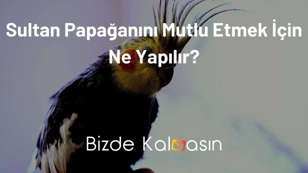 Sultan Papağanını Mutlu Etmek İçin Ne Yapılır?