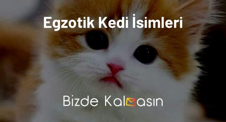 Egzotik Kedi İsimleri