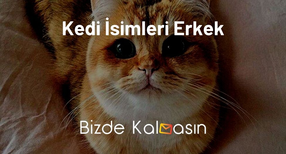 Kedi İsimleri Erkek