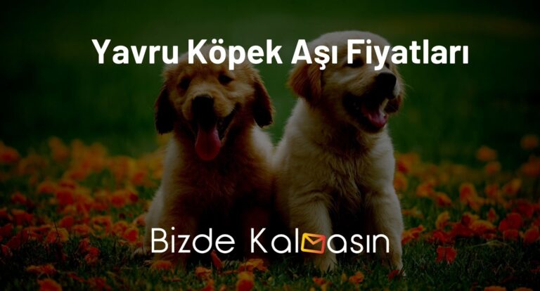 Yavru Köpek Aşı Fiyatları