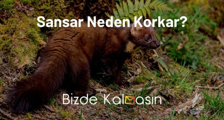 Sansar Neden Korkar