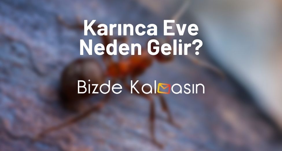 Karınca Eve Neden Gelir?