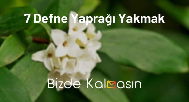 7 Defne Yaprağı Yakmak