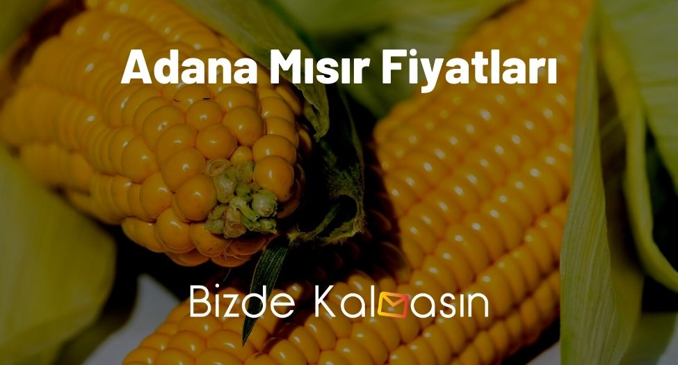 Adana Mısır Fiyatları