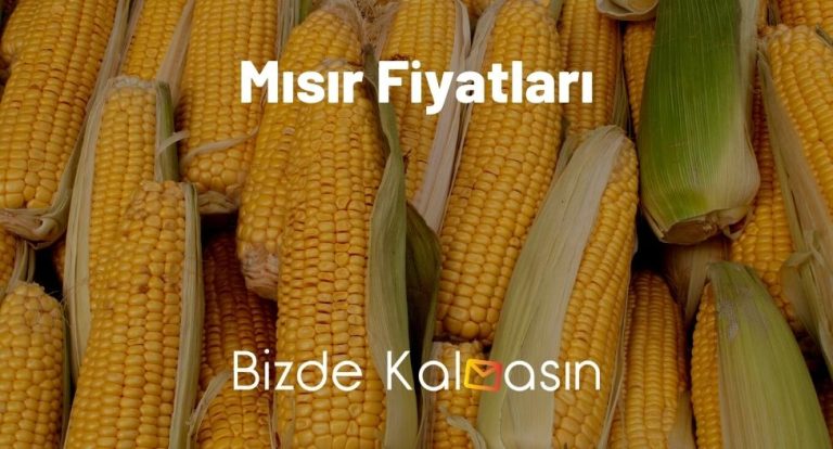 Mısır Fiyatları 2023 – Adana Ve Konya Mısır Fiyatı