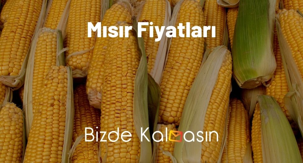 Mısır Fiyatları 2025 - Adana Ve Konya Mısır Fiyatı Mısır Fiyatları