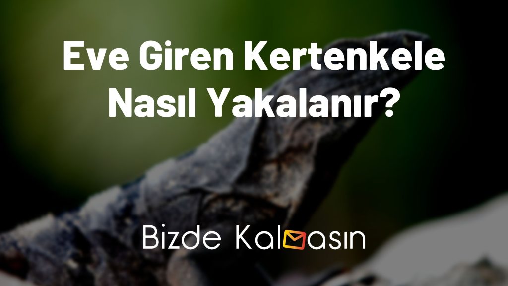 Eve Giren Kertenkele Nasıl Yakalanır?