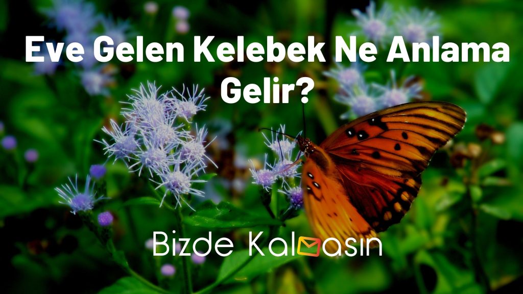 Eve Gelen Kelebek Ne Anlama Gelir?