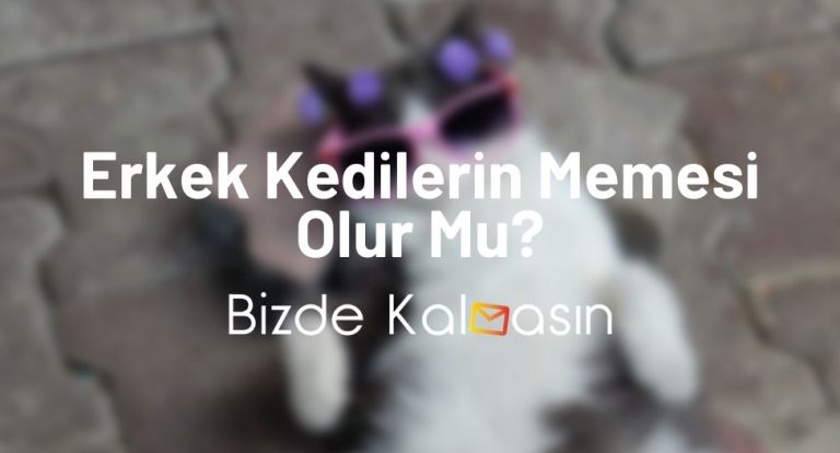 Erkek Kedilerin Memesi Olur Mu? – Kedilerin Kaç Memesi Vardır?