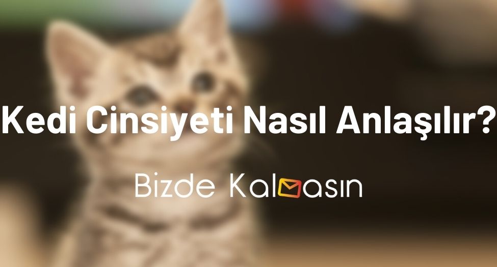 Kedi Cinsiyeti Nasıl Anlaşılır?