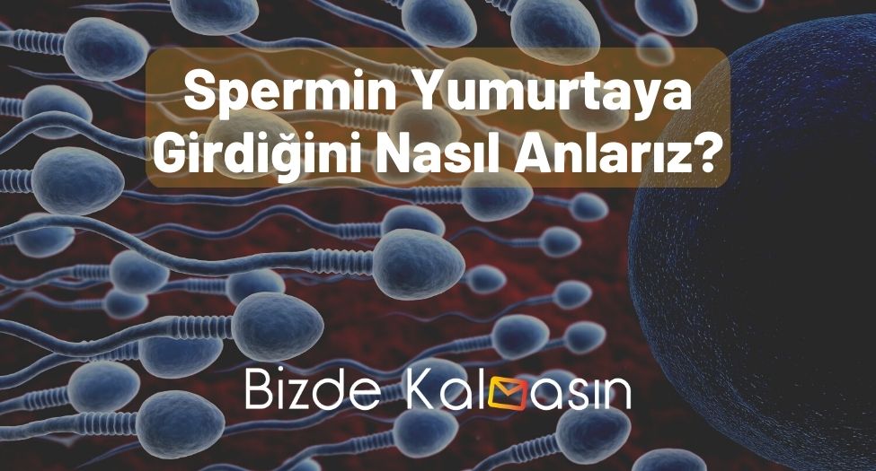 Spermin Yumurtaya Girdiğini Nasıl Anlarız