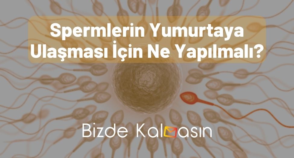 Spermlerin Yumurtaya Ulaşması İçin Ne Yapılmalı?