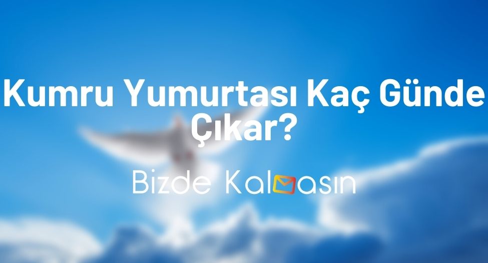 Kumru Yumurtası Kaç Günde Çıkar? - Kumrunun Kuluçka Süresi Kumru Yumurtası Kaç Günde Çıkar?
