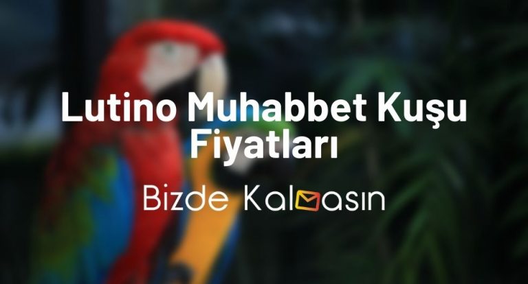 Lutino Muhabbet Kuşu Fiyatları