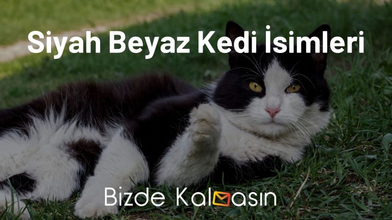 Siyah Beyaz Kedi İsimleri