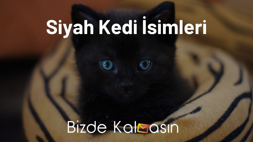 Siyah Kedi İsimleri