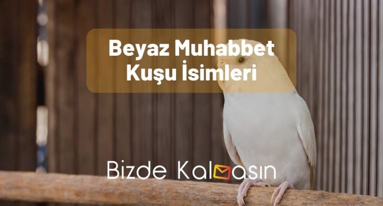 Beyaz Muhabbet Kuşu İsimleri