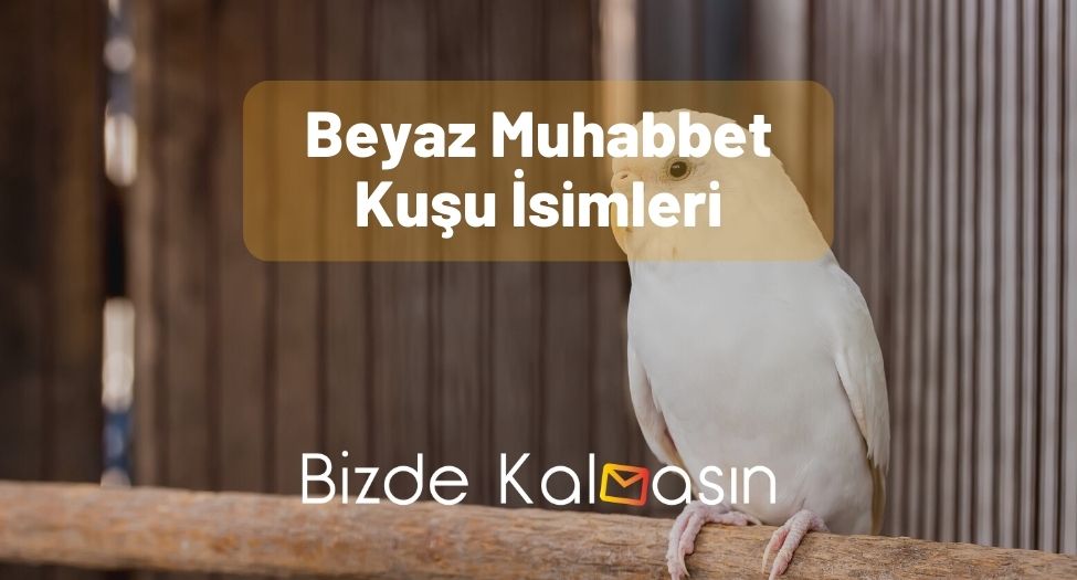 Beyaz Muhabbet Kuşu İsimleri - Çeşitli İsimler! Beyaz Muhabbet Kuşu İsimleri