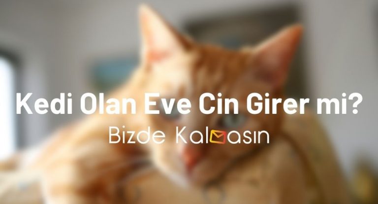 Kedi Olan Eve Cin Girer mi? – Kediler Cinleri Kovar Mı?