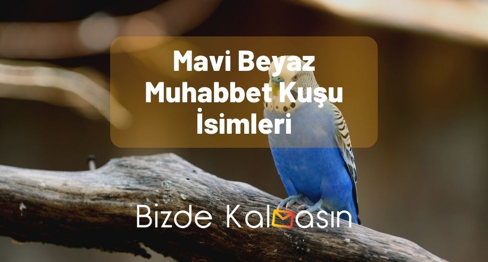 Mavi Beyaz Muhabbet Kuşu İsimleri