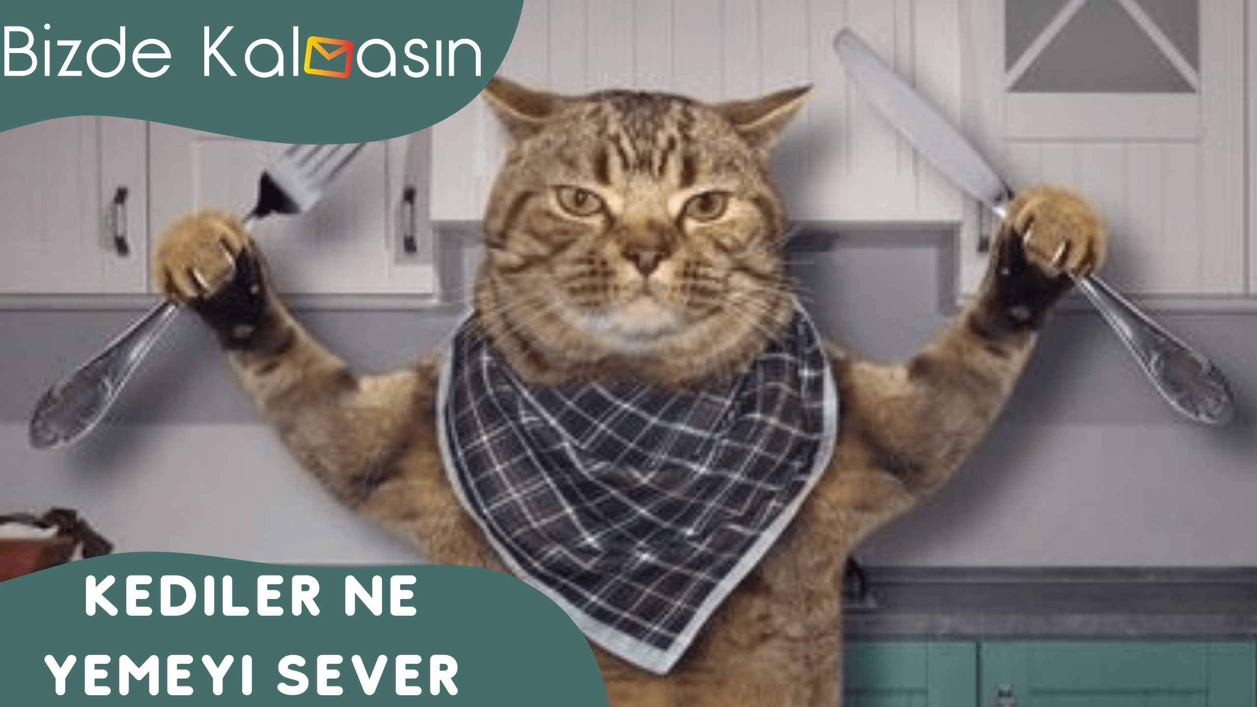 Kediler Ne Yemeyi Sever? Kuru ve Konserve Kedi Maması Kediler Ne Yemeyi Sever