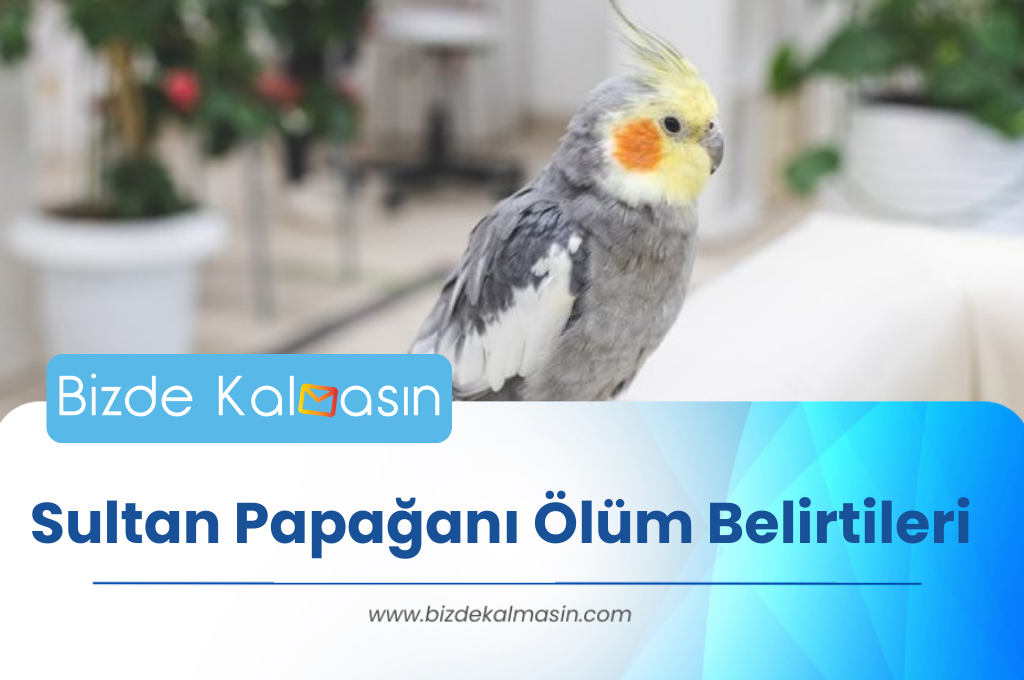 Sultan Papağanı Ölüm Belirtileri