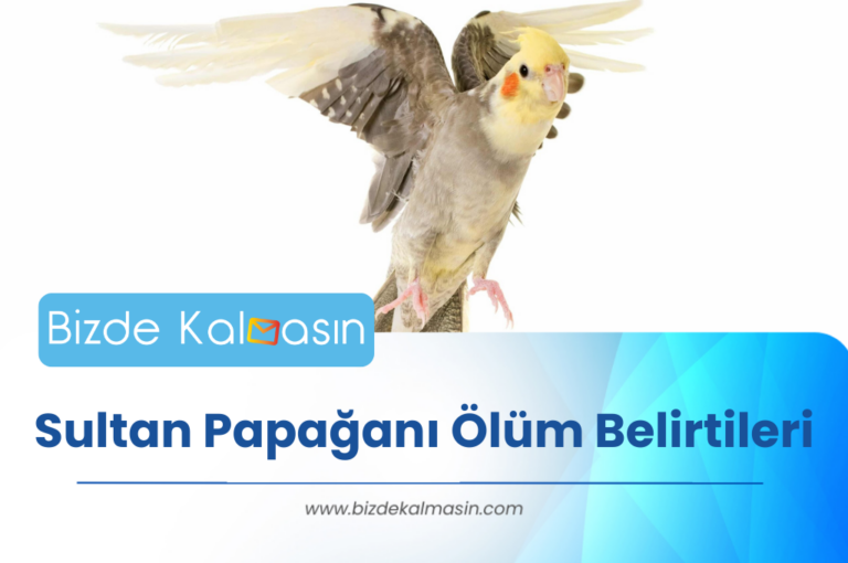 Sultan Papağanı Ölüm Belirtileri