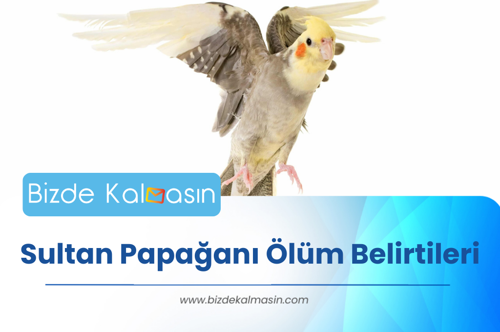 Sultan Papağanı Ölüm Belirtileri - Üşütme Belirtileri Sultan Papağanı Ölüm Belirtileri