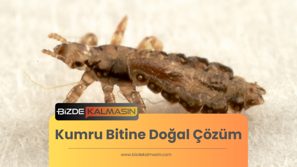 Kumru Bitine Doğal Çözüm