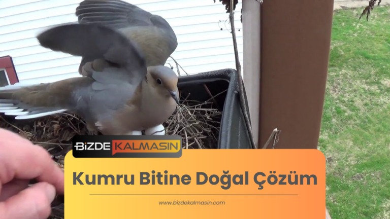 Kumru Bitine Doğal Çözüm