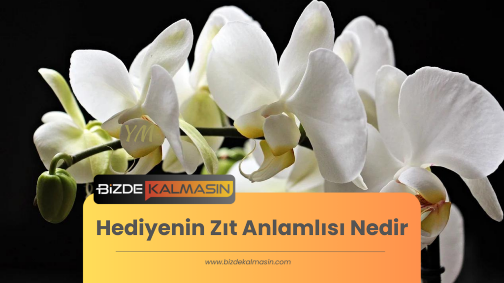 Hediyenin Zıt Anlamlısı Nedir