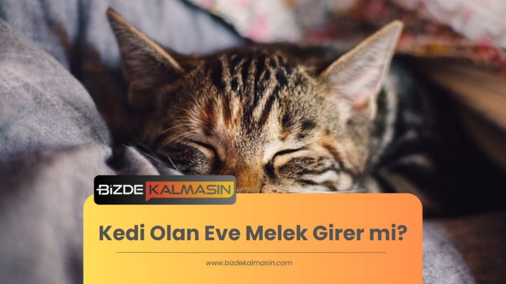 Kedi Olan Eve Melek Girer mi?