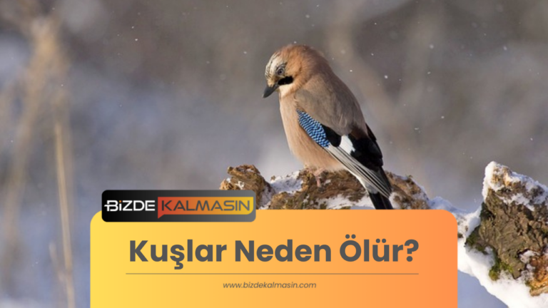 Kuşlar Neden Ölür?